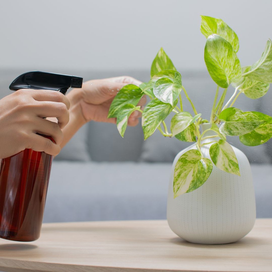 Die Pothos (Epipremnum aureum) dient als Vorlage für die modifizierte Super-Pflanze.