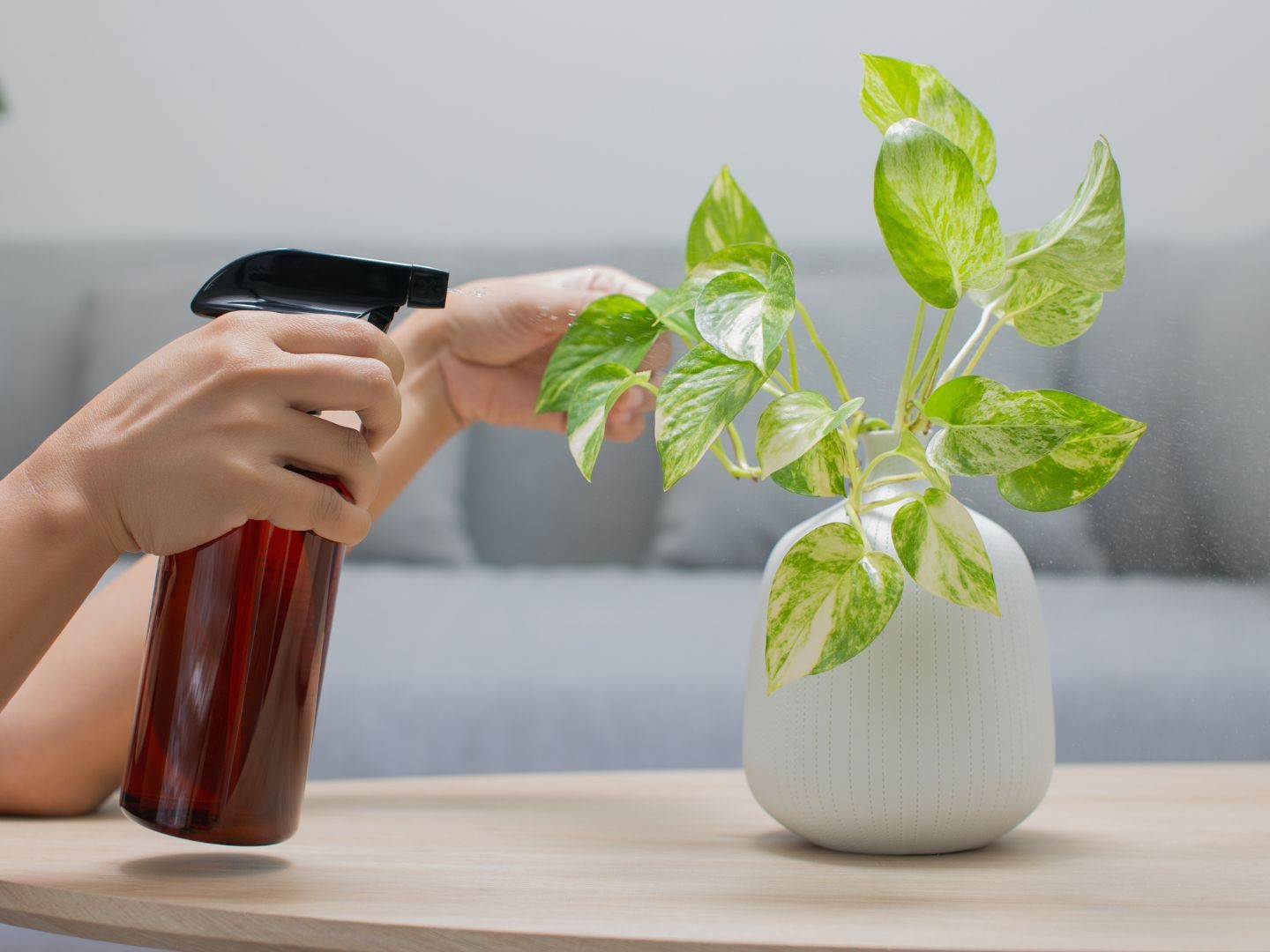 Die Pothos (Epipremnum aureum) dient als Vorlage für die modifizierte Super-Pflanze. Die Pothos (Epipremnum aureum) dient als Vorlage für die modifizierte Super-Pflanze.