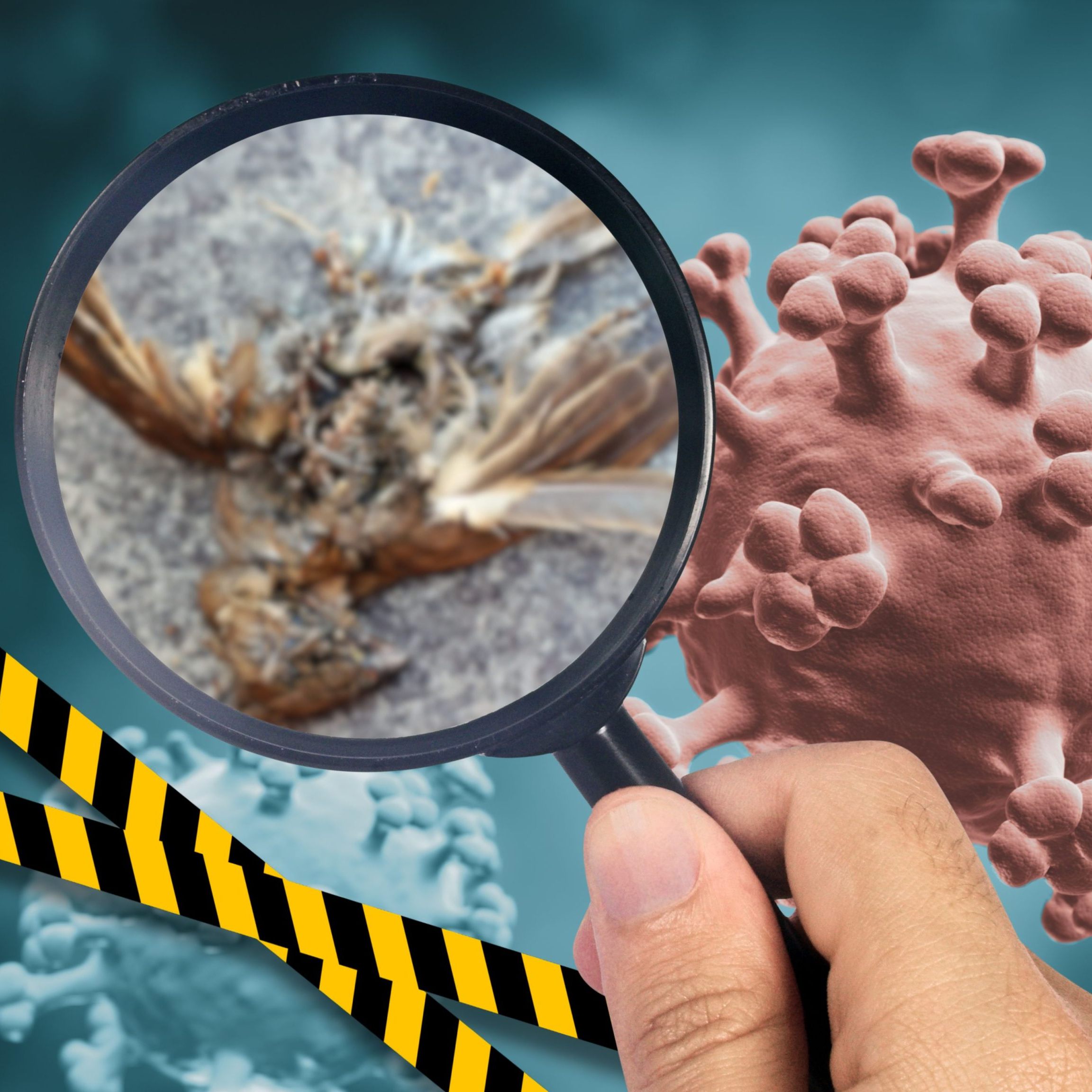 Behörden schlagen Alarm: Vogelgrippe breitet sich unkontrolliert aus