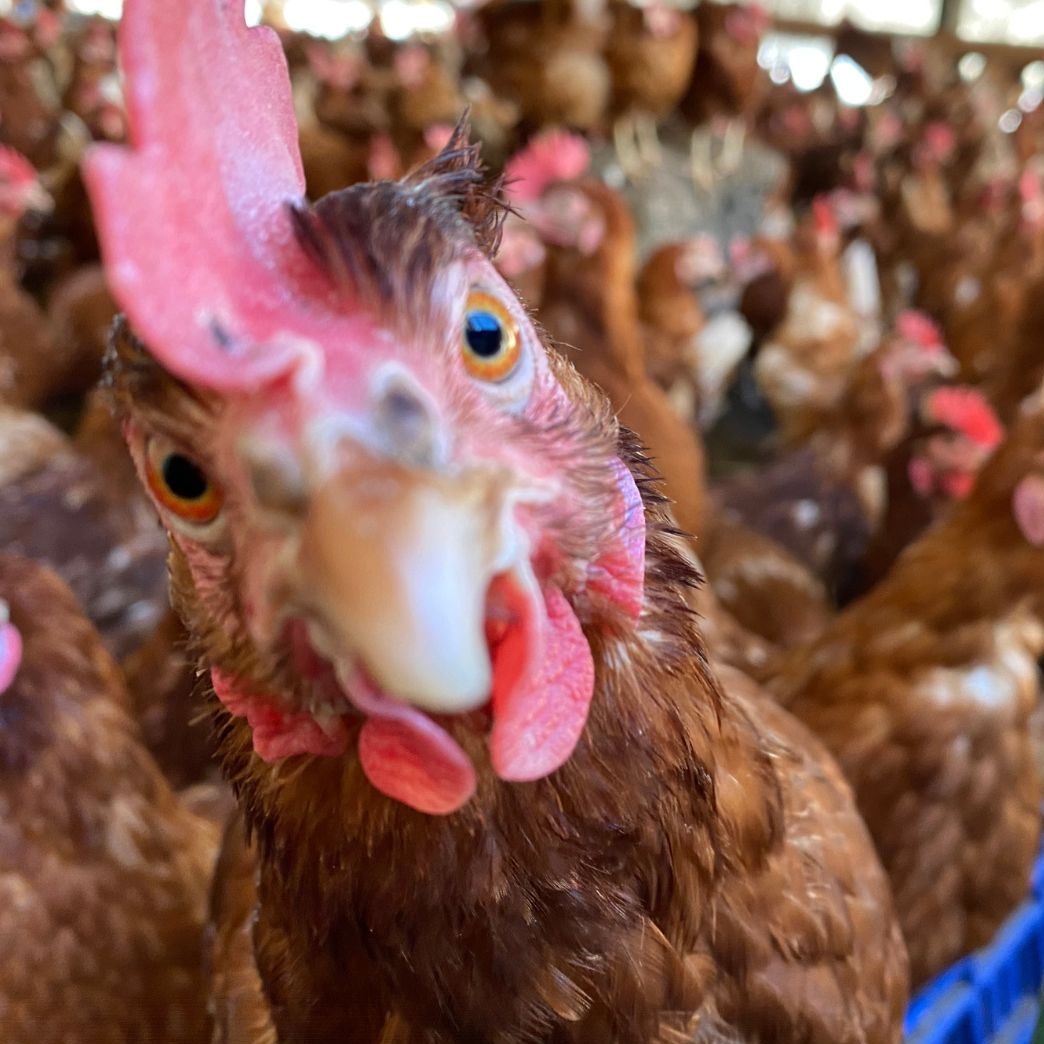 Das nachgewiesene Virus war zuvor durch das Friedrich-Loeffler-Institut bestätigt worden.