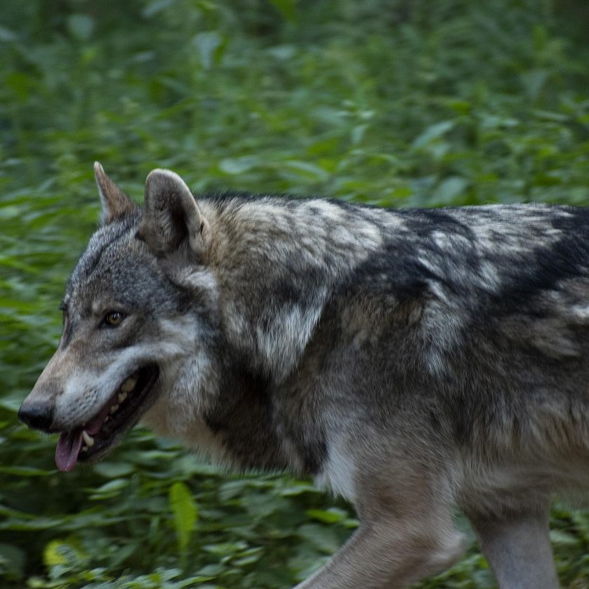 Erneut wurde in Niederösterreich ein Wolf erschossen.