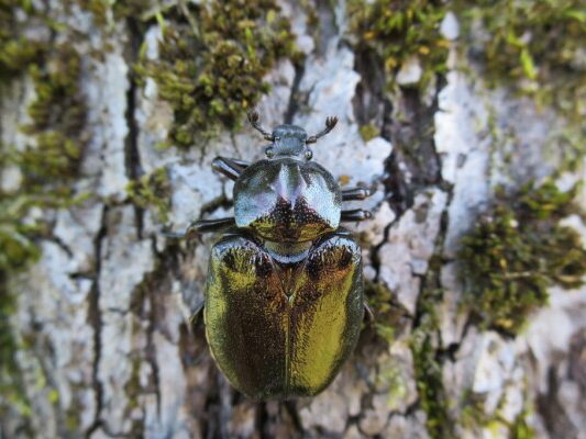 Immer mehr Insekten setzen den Bäumen zu