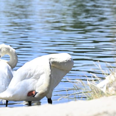 Bisher sind vor allem Schwäne von der Vogelgrippe betroffen