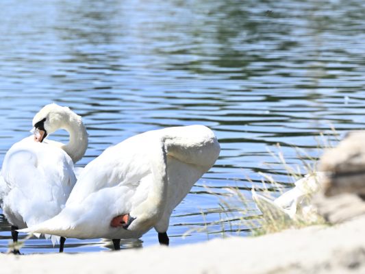 Bisher sind vor allem Schwäne von der Vogelgrippe betroffen