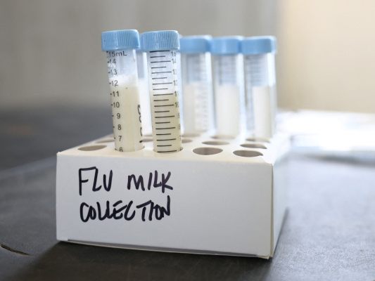 Virologe-sieht-keine-H5N1-Pandemie-in-Menschen-bevorstehen