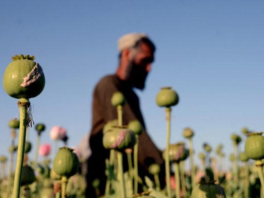 Opiumproduktion-in-Afghanistan-sinkt-weiter