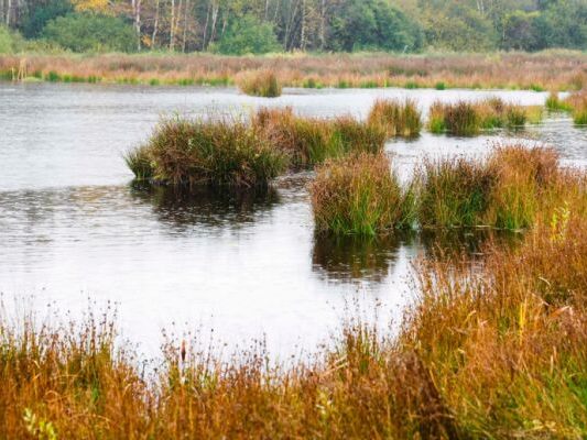 Neue-Datenbank-ber-Moore-in-sterreich