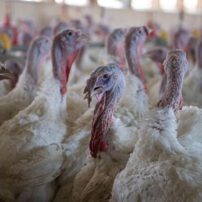 In ganz Spanien gilt ab nun eine Stallpflicht