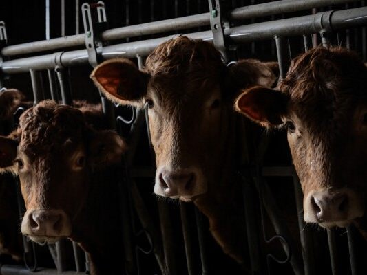 Tausende-Rinder-auf-Schiff-vor-T-rkei-gefangen