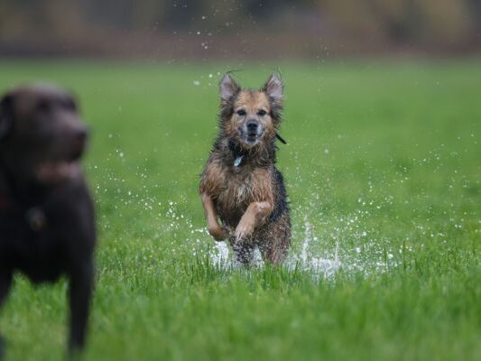 S-dtirol-r-ckt-von-quot-Hunde-Taxe-quot-ab