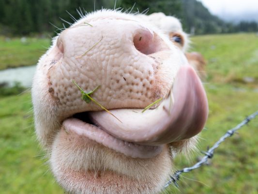 Naturjoghurts-schnitten-in-Tests-berwiegend-erfreulich-ab