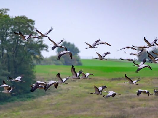 Zugv-gel-scheuen-eher-Neues-als-V-gel-mit-festem-Wohnsitz