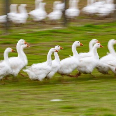 Die Gänse werden getötet