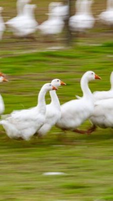 Die Gänse werden getötet