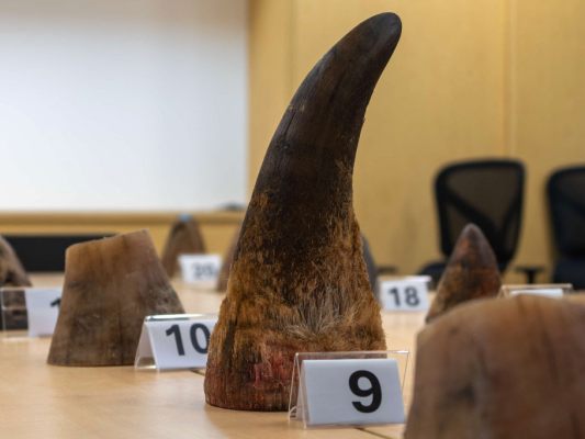 Singapur-stoppt-bisher-gr-ten-Schmuggel-mit-Nashorn-Horn