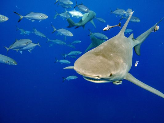 Für Haie wird es u.a. durch Klimawandel und Überfischung eng