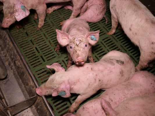 Ein veröffentlichtes Video wurde ebenfalls geprüft