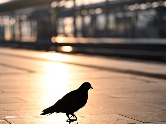Forscher-fanden-vermutlich-Fundament-f-r-Vogel-Magnetsinn