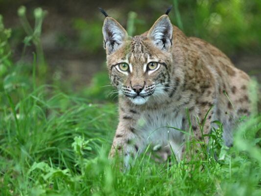 Seit den 1970er-Jahren wird die geschützte Katze wieder angesiedelt