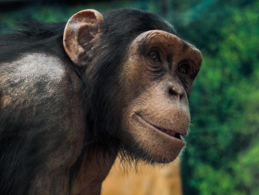 Schimpansen-aus-illegaler-Haltung-auf-Sizilien-befreit