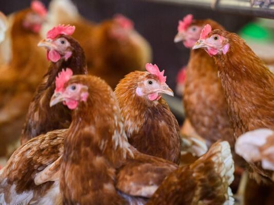 Erster-bekannter-Vogelgrippe-Infizierter-in-USA-gestorben