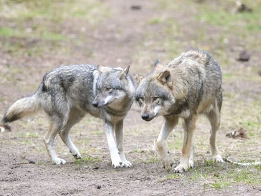 Menschenn-he-machte-Hunde-sexuell-freiz-giger-als-W-lfe