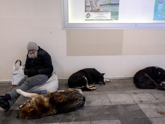 F-tterungsverbot-von-Stra-enhunden-in-Istanbul
