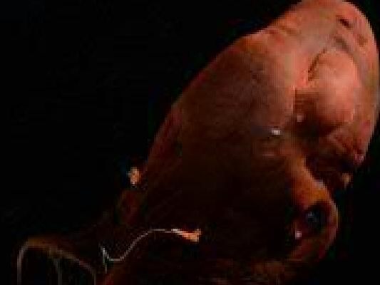 Vampirtintenfisch in der Tiefsee