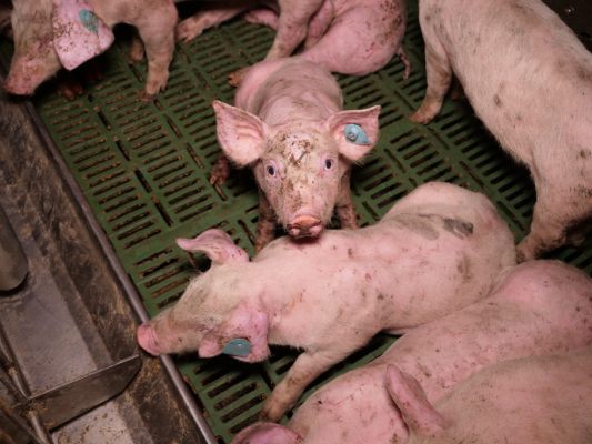 Erhebungen vorerst gegen unbekannte Täter