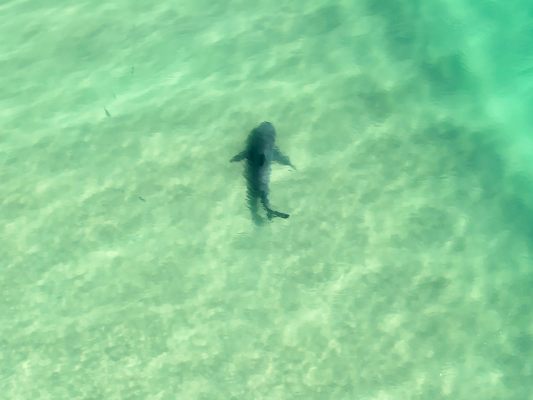 Frau-in-Australien-bei-Haiangriff-get-tet