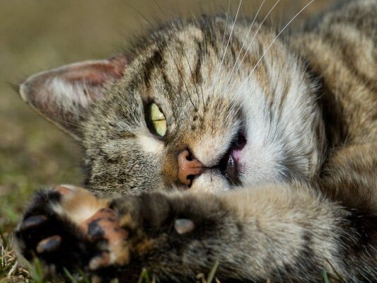 Hauskatze-kam-wohl-erst-vor-2-000-Jahren-in-Europa-an