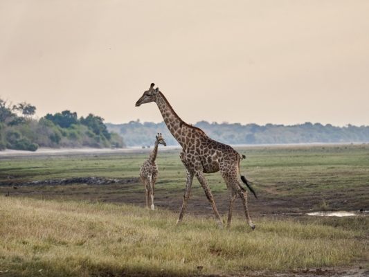 Weiterhin-strenge-Beschr-nkungen-f-r-Handel-mit-Giraffen