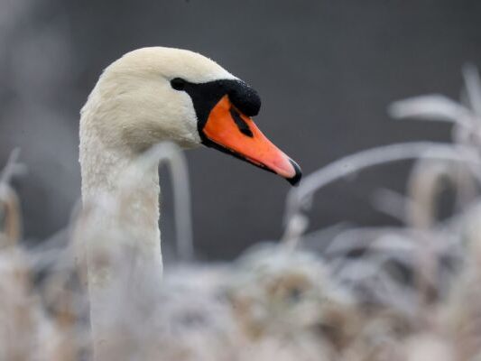 Schwan-in-Ober-sterreich-aus-zugefrorenem-See-gerettet