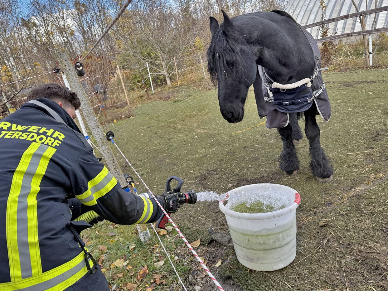 Die Pferde können sich bei der Feuerwehr bedanken.