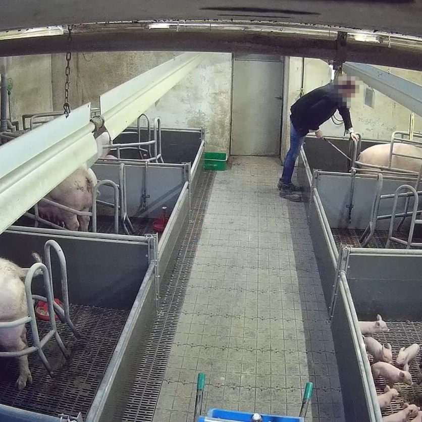Die Kontrollen auf einem Schweinehof in Niederösterreich werden fortgesetzt.