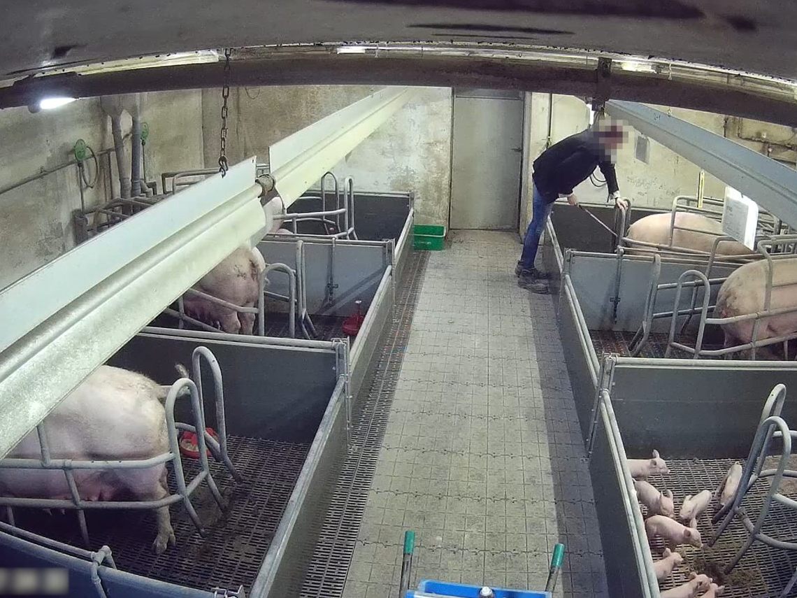 Die Kontrollen auf einem Schweinehof in Niederösterreich werden fortgesetzt.