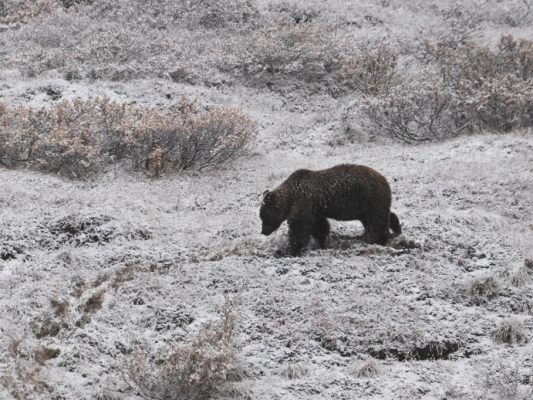 b-r-griff-in-kanada-volksschul-klasse-an