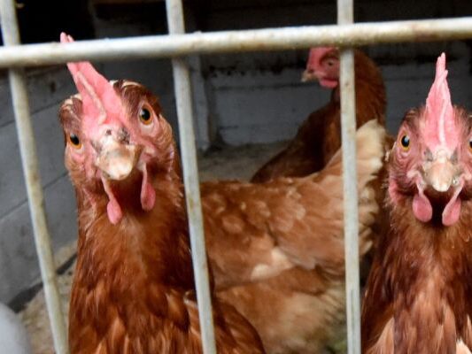 stallpflicht-f-r-gefl-gel-in-vogelgrippe-risikogebieten