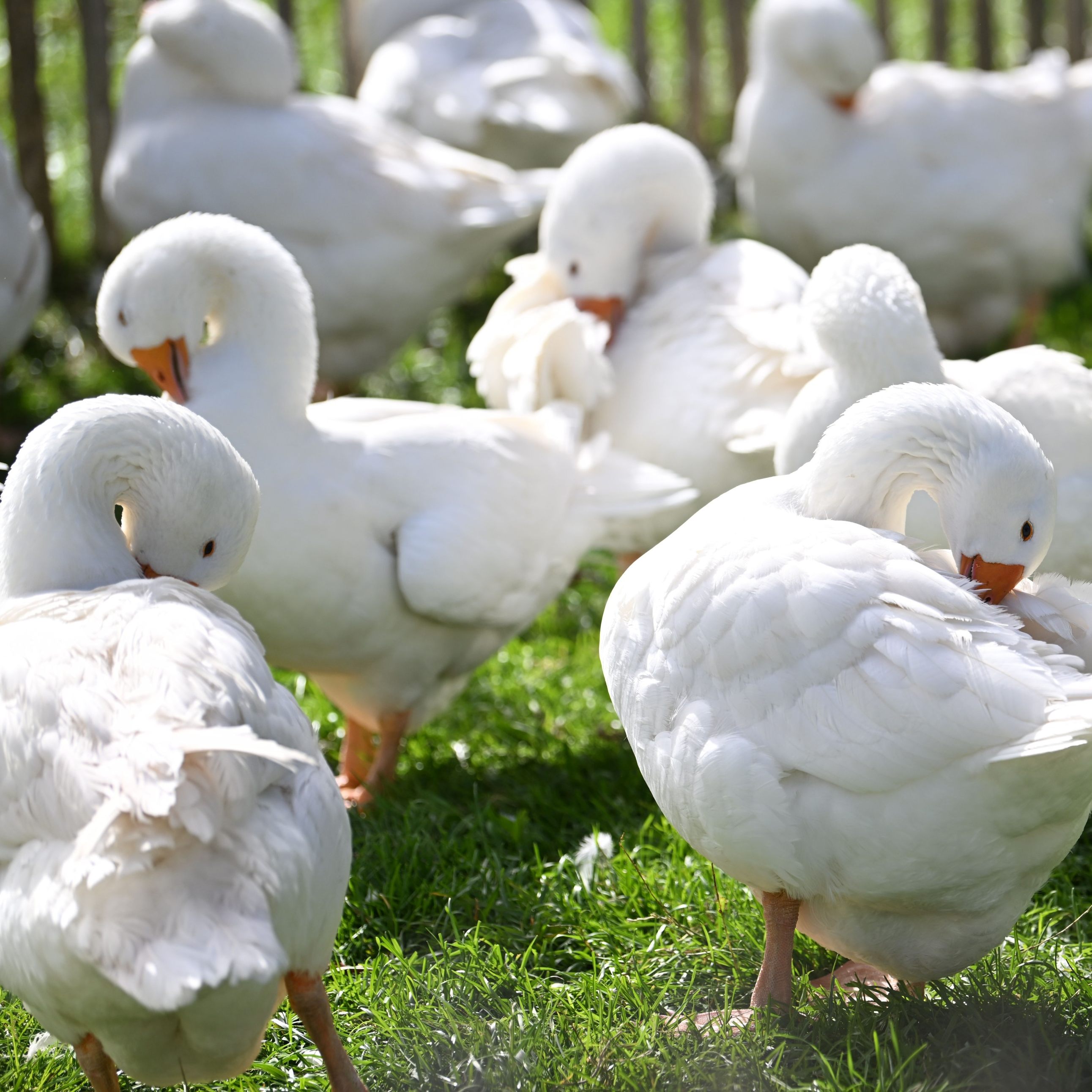 Die Vogelgrippe wurde in einem Betrieb mit 700 Gänsen in Steyr nachgewiesen.