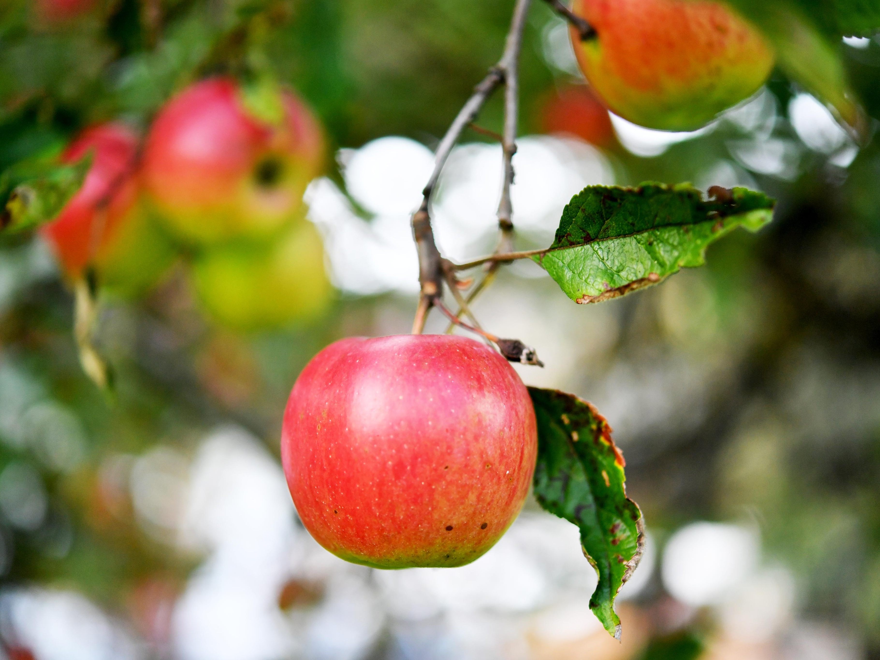 Obsternte-in-sterreich-zog-kr-ftig-an
