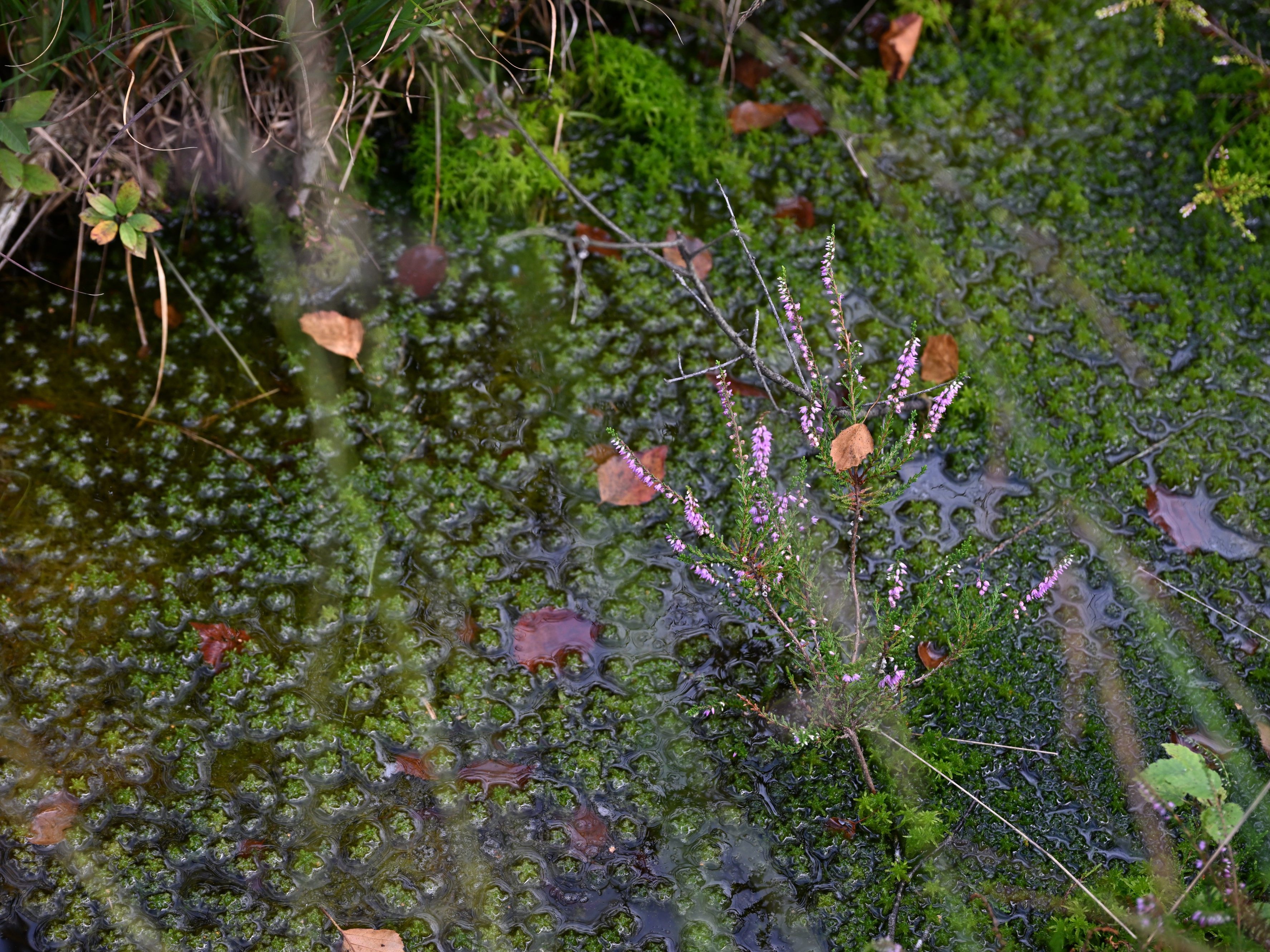 WWF entdeckt neue Moorflächen in Vorarlberg (Symbolbild)