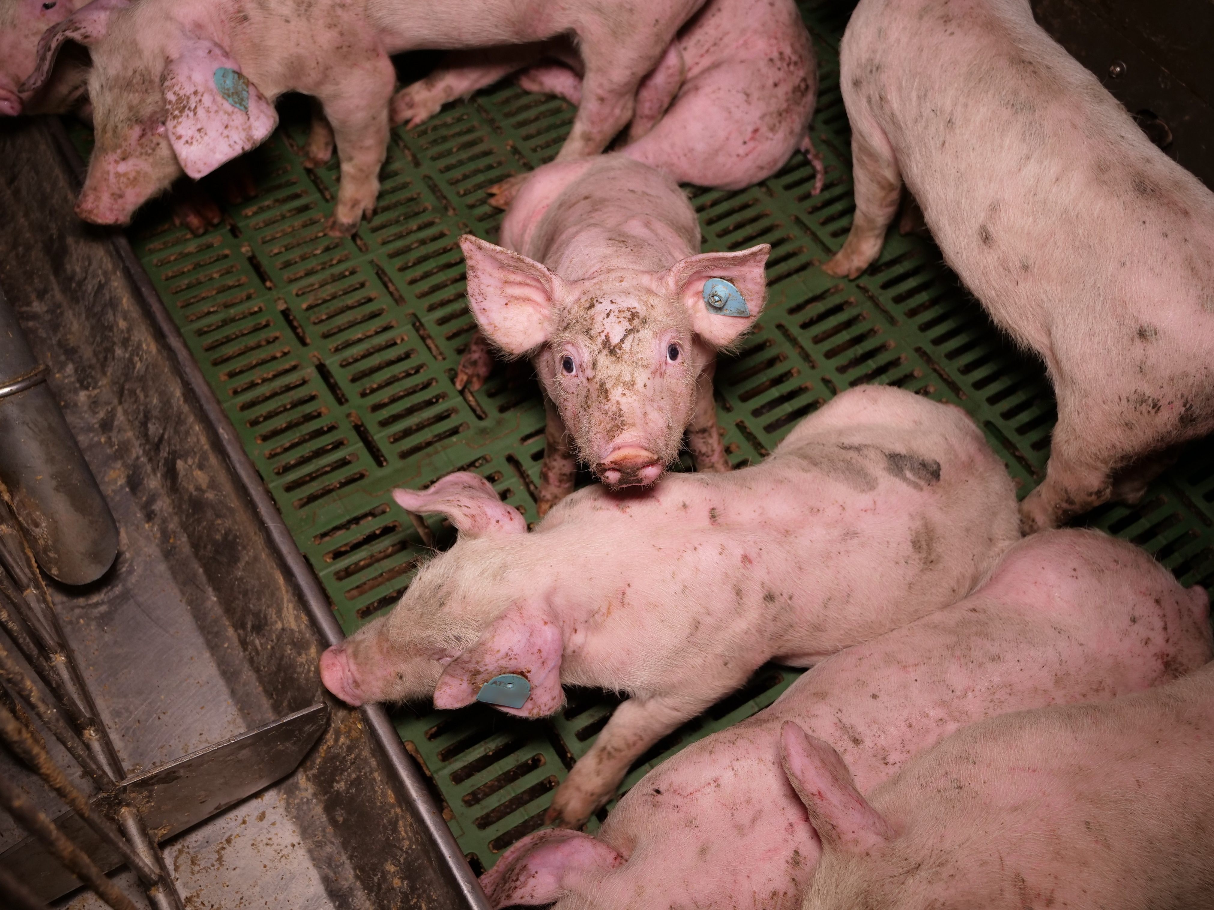 Nach-Kontrollen-von-AMA-Schweine-Betrieb-in-Nieder-sterreich-Ausarbeitung-von-Ma-nahmen-gestartet