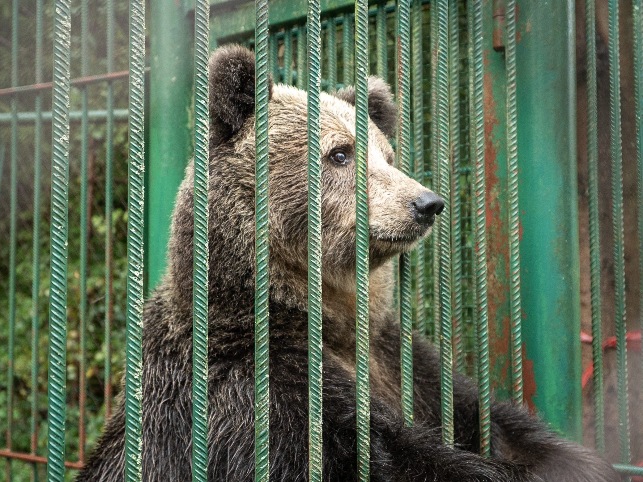 Restaurant-B-rin-quot-Mici-quot-im-B-renwald-Arbesbach-angekommen