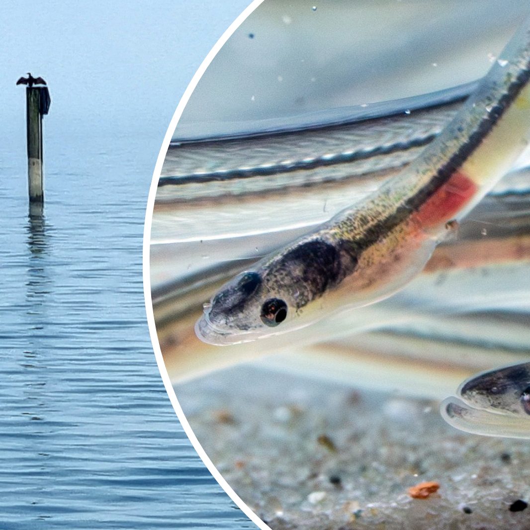 Aufbruch aus dem Bodensee – und dann droht der Tod in der Turbine