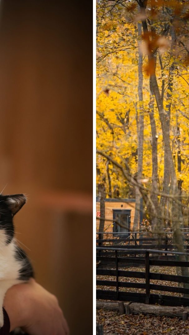 Im Bild: Hofleiterin Stephanie Lang und Prinzi; Assisi-Hof Stockerau.