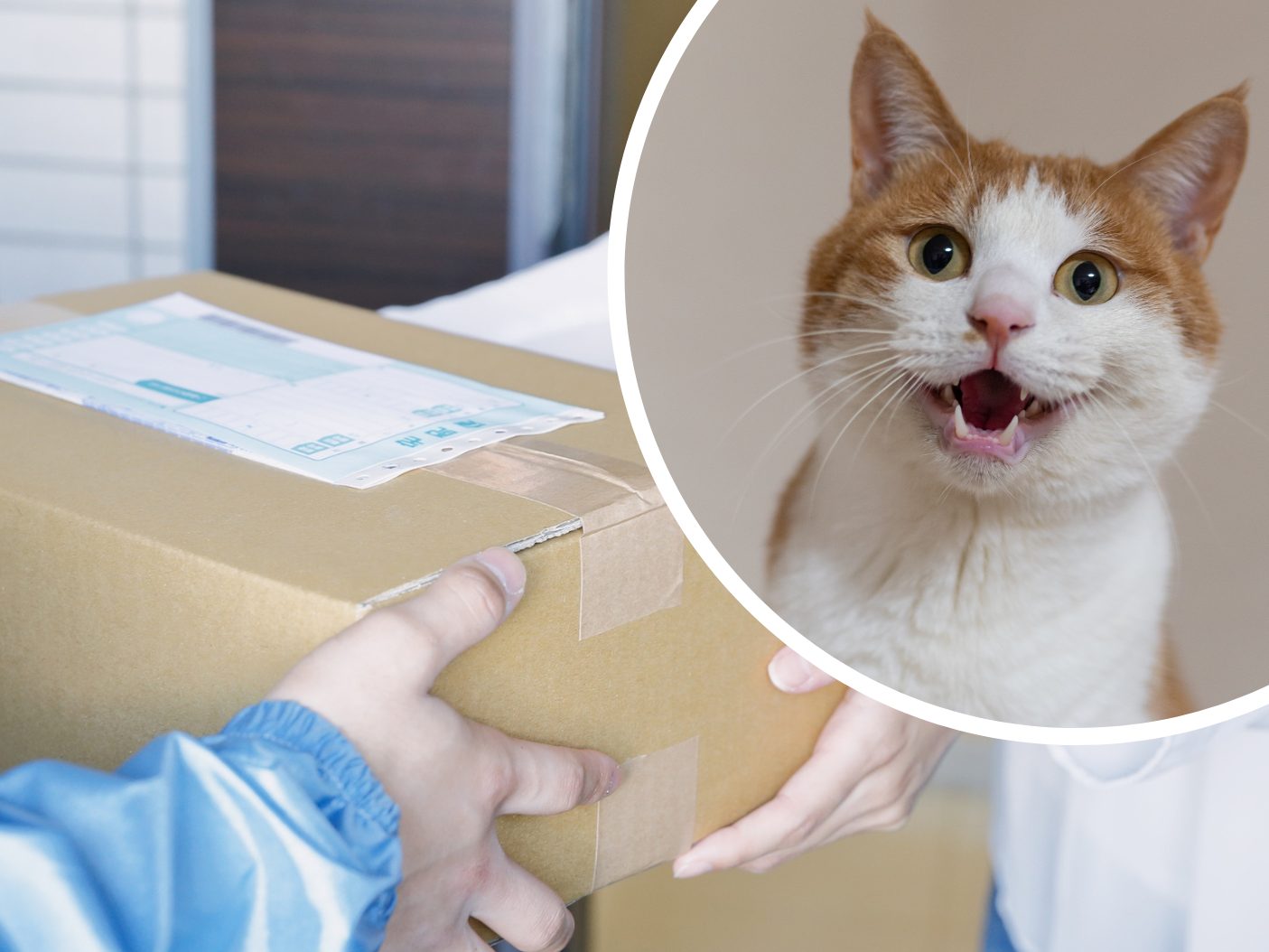 Paket-miaute-Katze-in-Bayern-versehentlich-miteingepackt