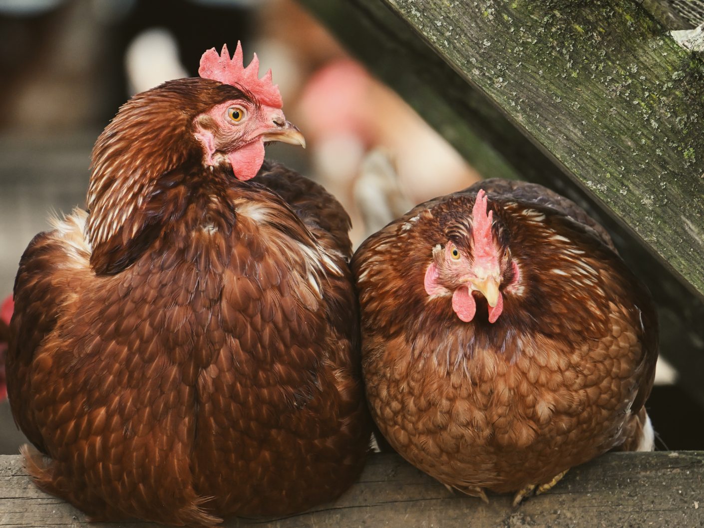 Ab-Donnerstag-Stallpflicht-in-Vogelgrippe-Hochrisikogebieten