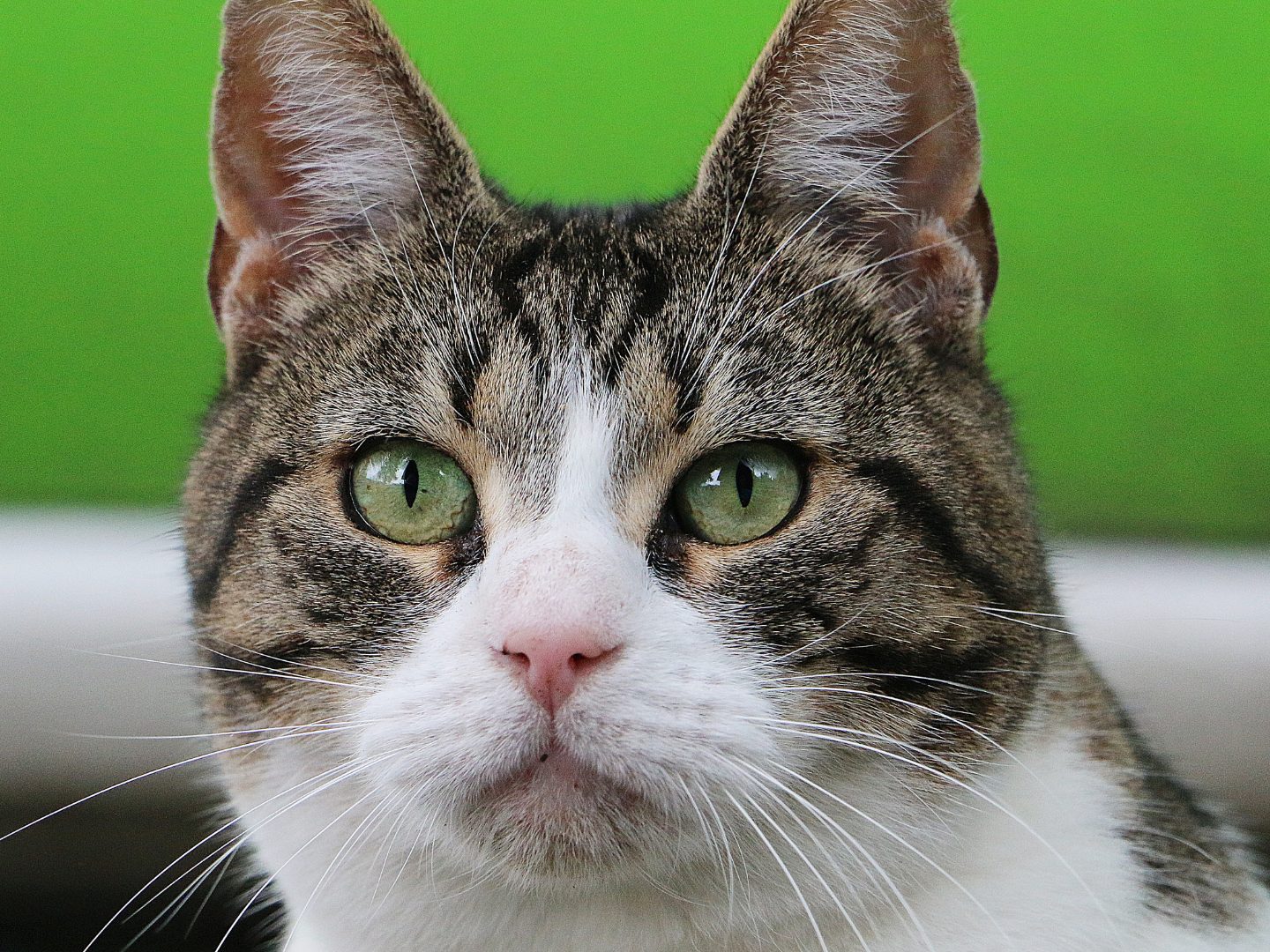 Hauskatze-erreichte-Europa-wohl-erst-vor-rund-2-000-Jahren