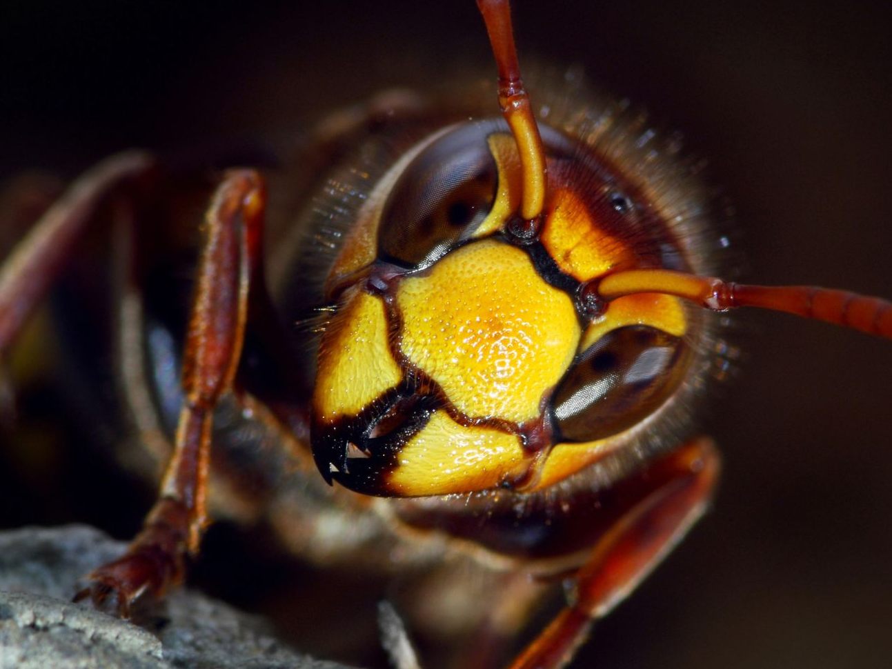 ziplining-wird-zur-todesfalle-riesenhornissen-t-ten-touristen