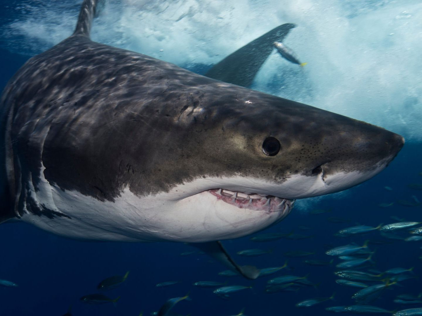 Video-zeigt-Surfer-in-Australien-entgeht-bei-Hai-Attacke-nur-knapp-dem-Tod